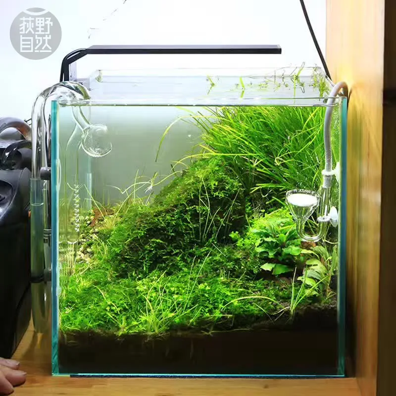 Planted Aquarium Ada - Chihiros C Series ADA Style Plant
