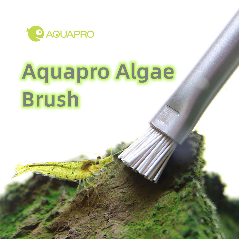 Planted Aquarium Ada - Aquapro Ganggang Sikat Akuarium Tangki Ikan