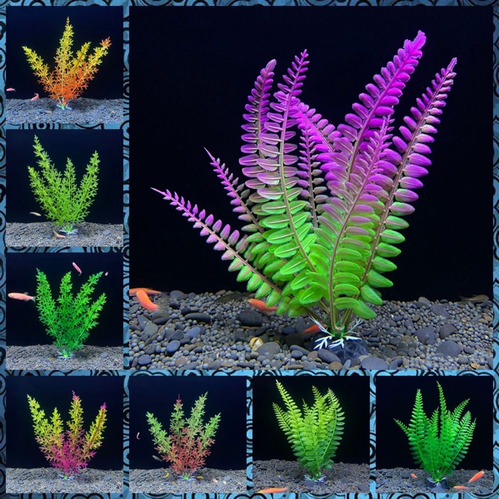 Tanaman ornamen tangki ikan, d - Planted Aquarium Bowl ulasan dan harga