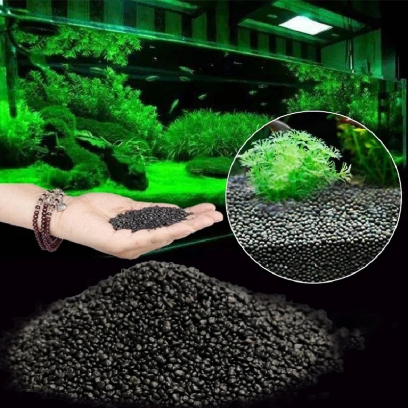 Tangki Ikan Air Rumput Lumpur  - Aquarium Planted Seeds ulasan dan harga