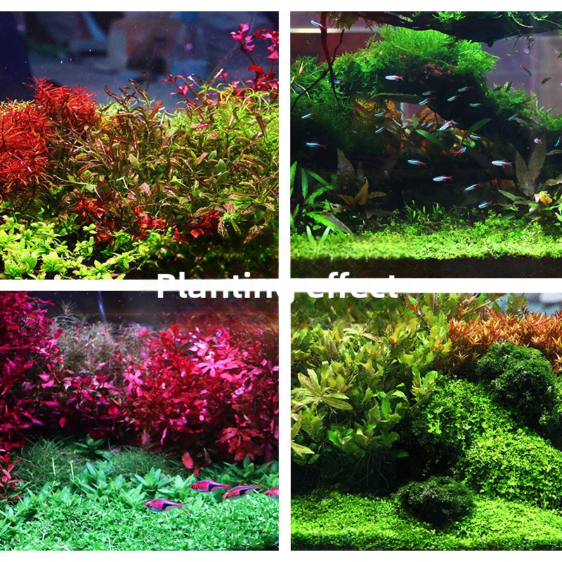 SYSENCIAGA Substrat Akuarium T - Aquarium Planted Sand ulasan dan harga