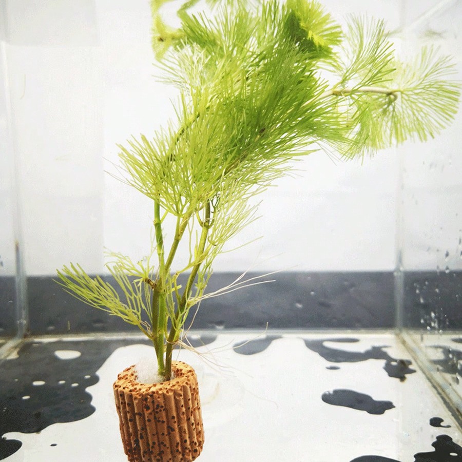 Cincin Fiksasi Tanaman Akuariu - Aquarium Plant Rings ulasan dan harga