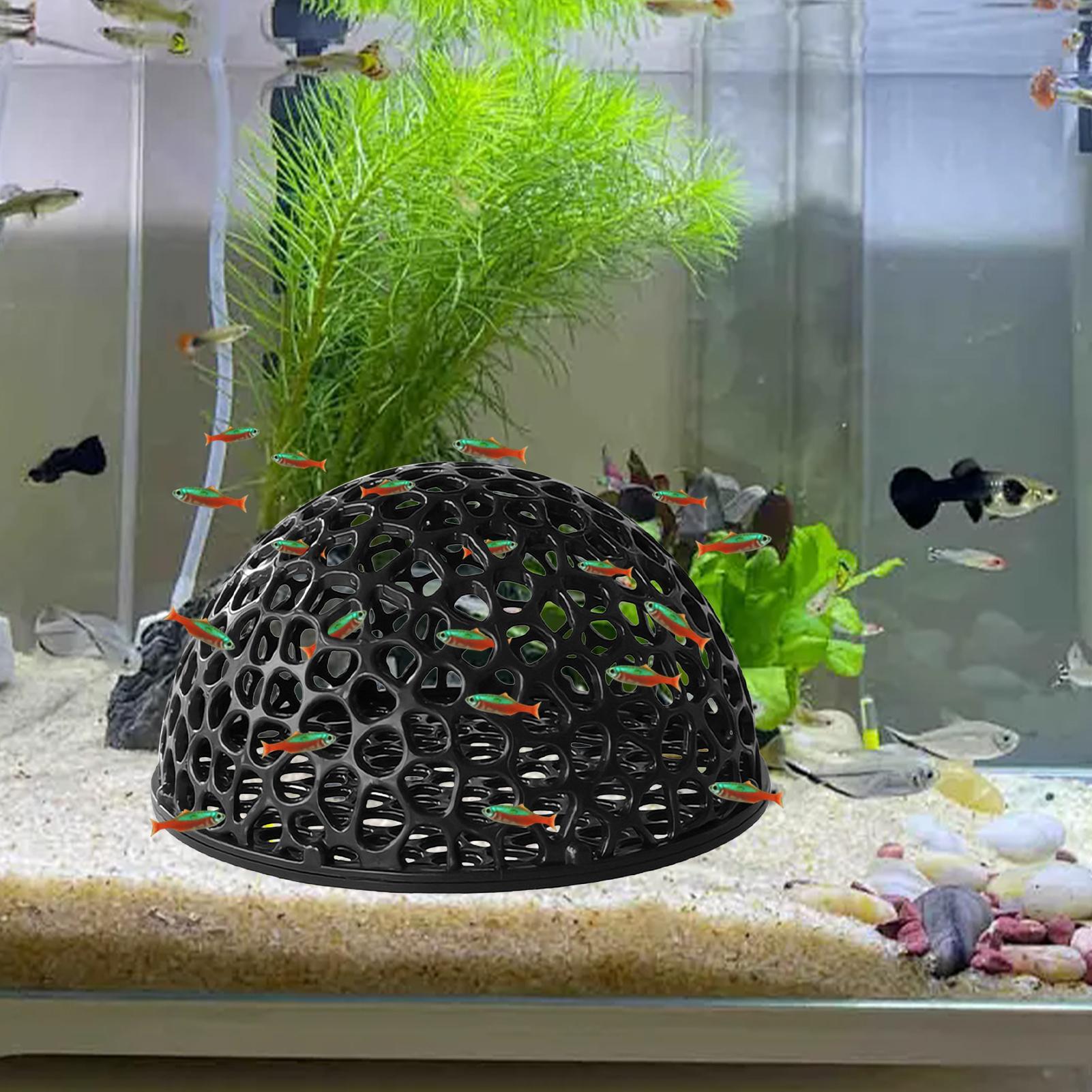 Tempat Bertengger Udang, Tangk - Aquarium Planted Seeds ulasan dan harga