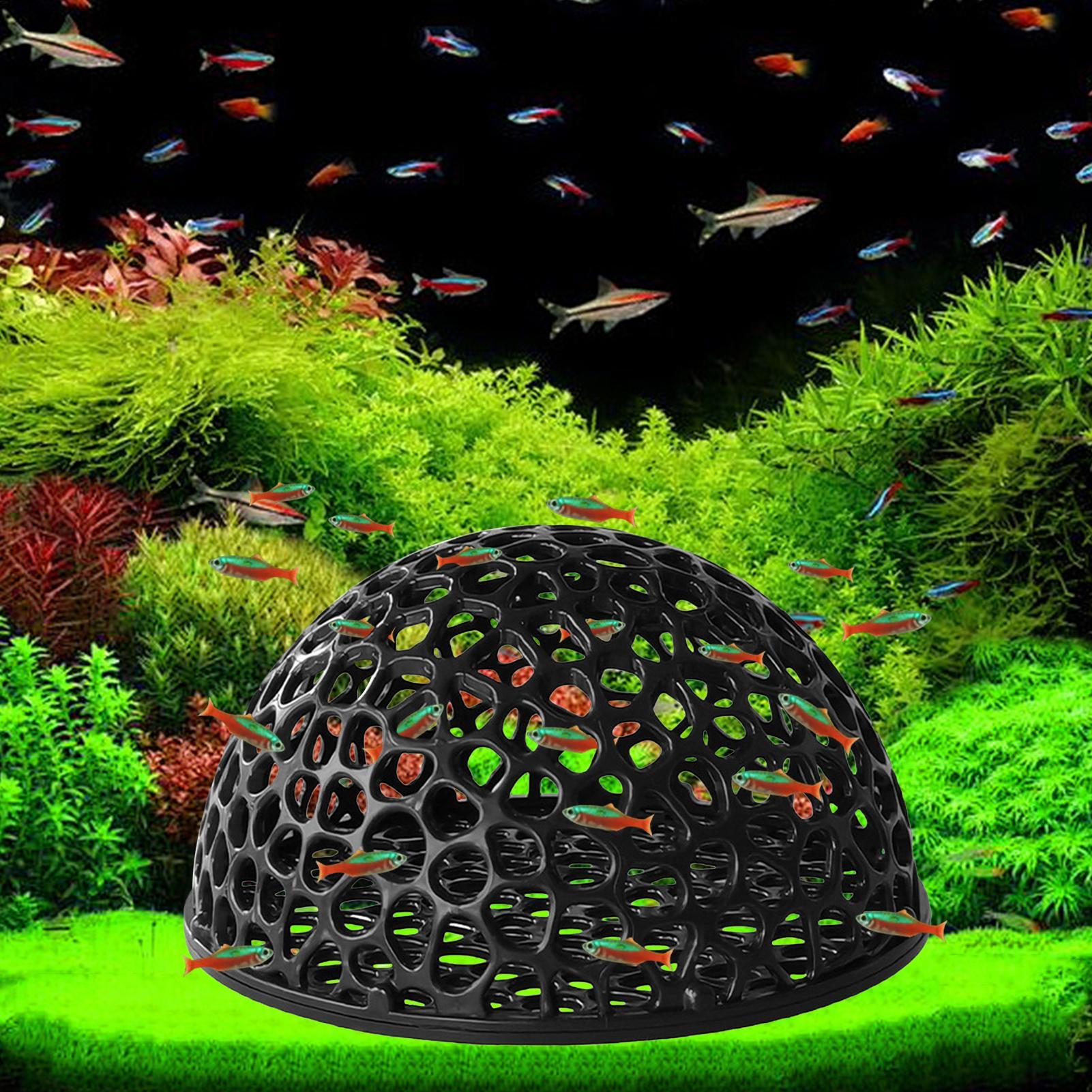 Tempat Bertengger Udang, Tangk - Aquarium Planted Seeds ulasan dan harga