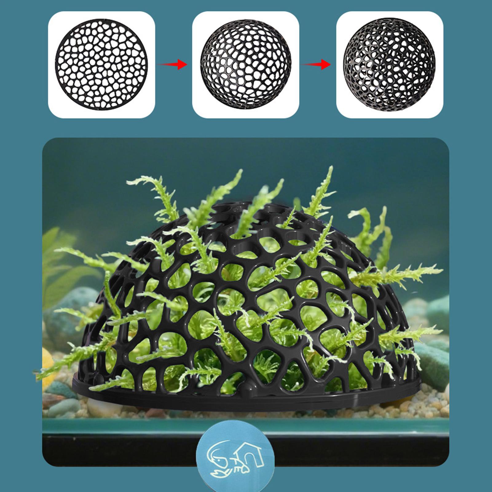 Tempat Bertengger Udang, Tangk - Aquarium Planted Seeds ulasan dan harga