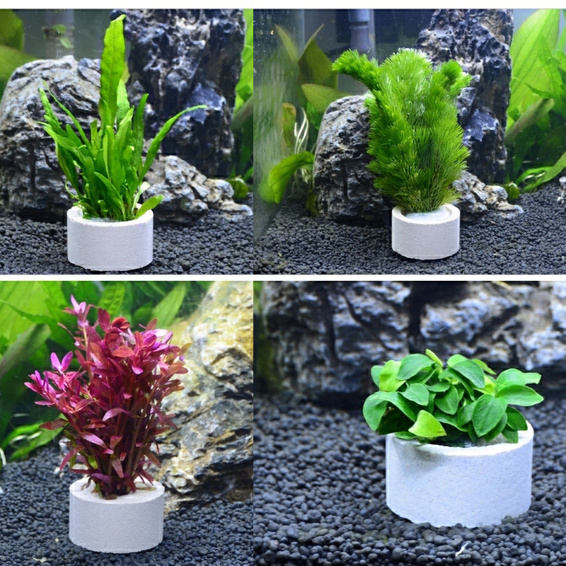Dekorasi akuarium cincin keram - Aquarium Plant Rings ulasan dan harga