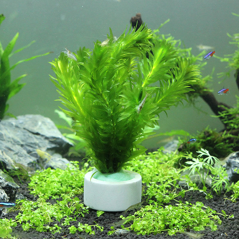Dekorasi akuarium cincin keram - Aquarium Plant Rings ulasan dan harga