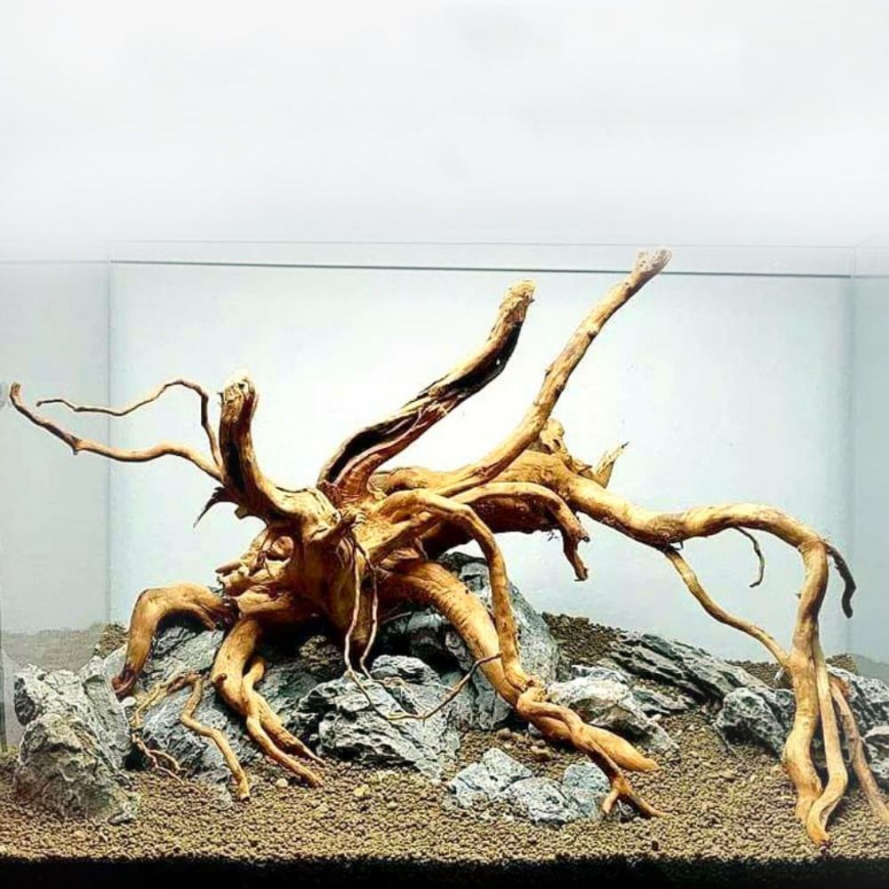 Kayu Apung Akuarium Besar 20-2 - Planted Aquarium Bowl ulasan dan harga