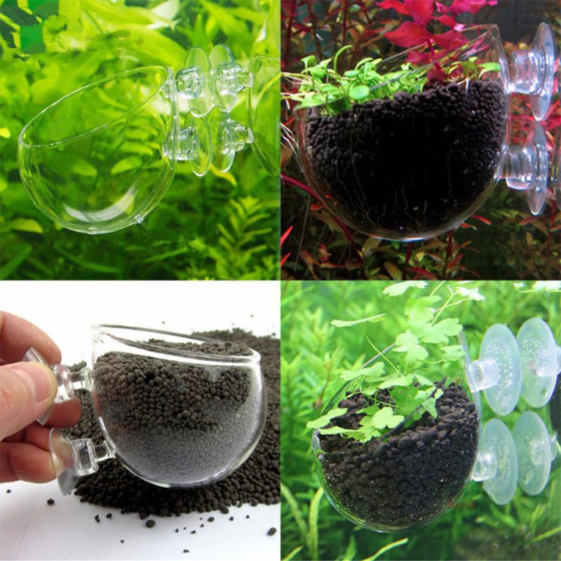 Akuarium Pot tanaman gantung g - Aquarium Planted Seeds ulasan dan harga