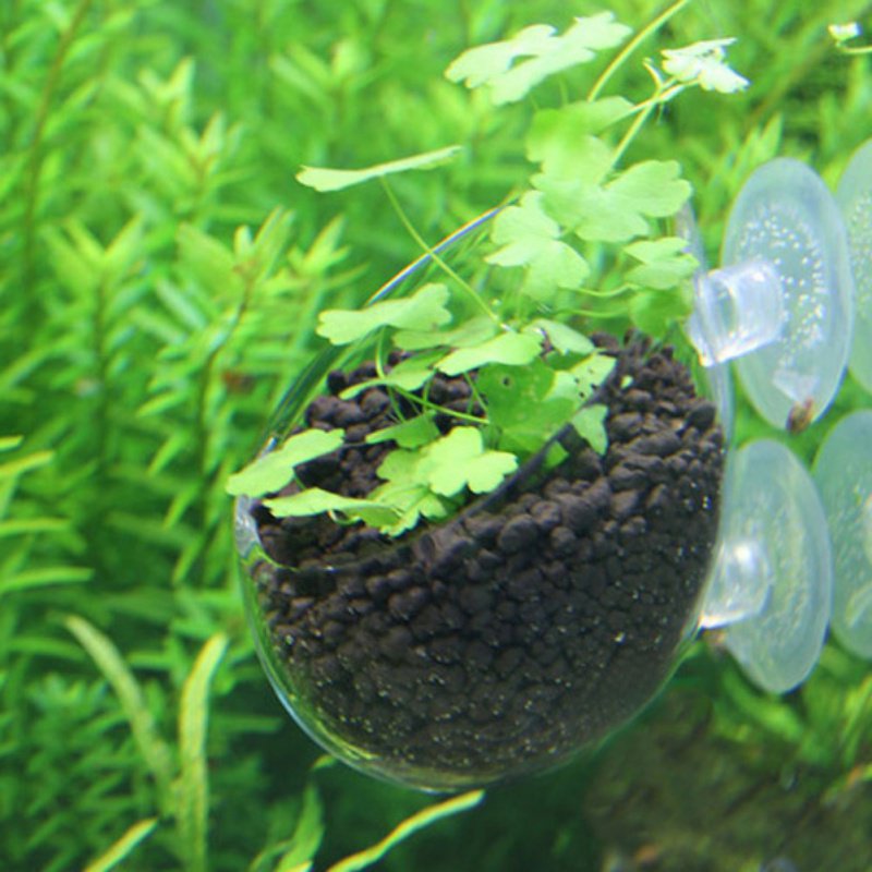 Akuarium Pot tanaman gantung g - Aquarium Planted Seeds ulasan dan harga