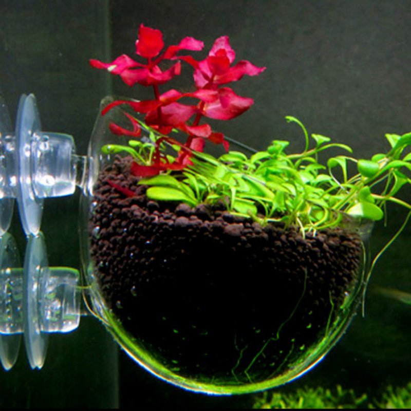 Akuarium Pot tanaman gantung g - Aquarium Planted Seeds ulasan dan harga