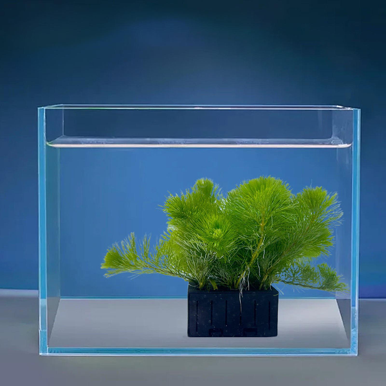 Keranjang Tanaman Akuarium Pla - Planted Aquarium Mini ulasan dan harga