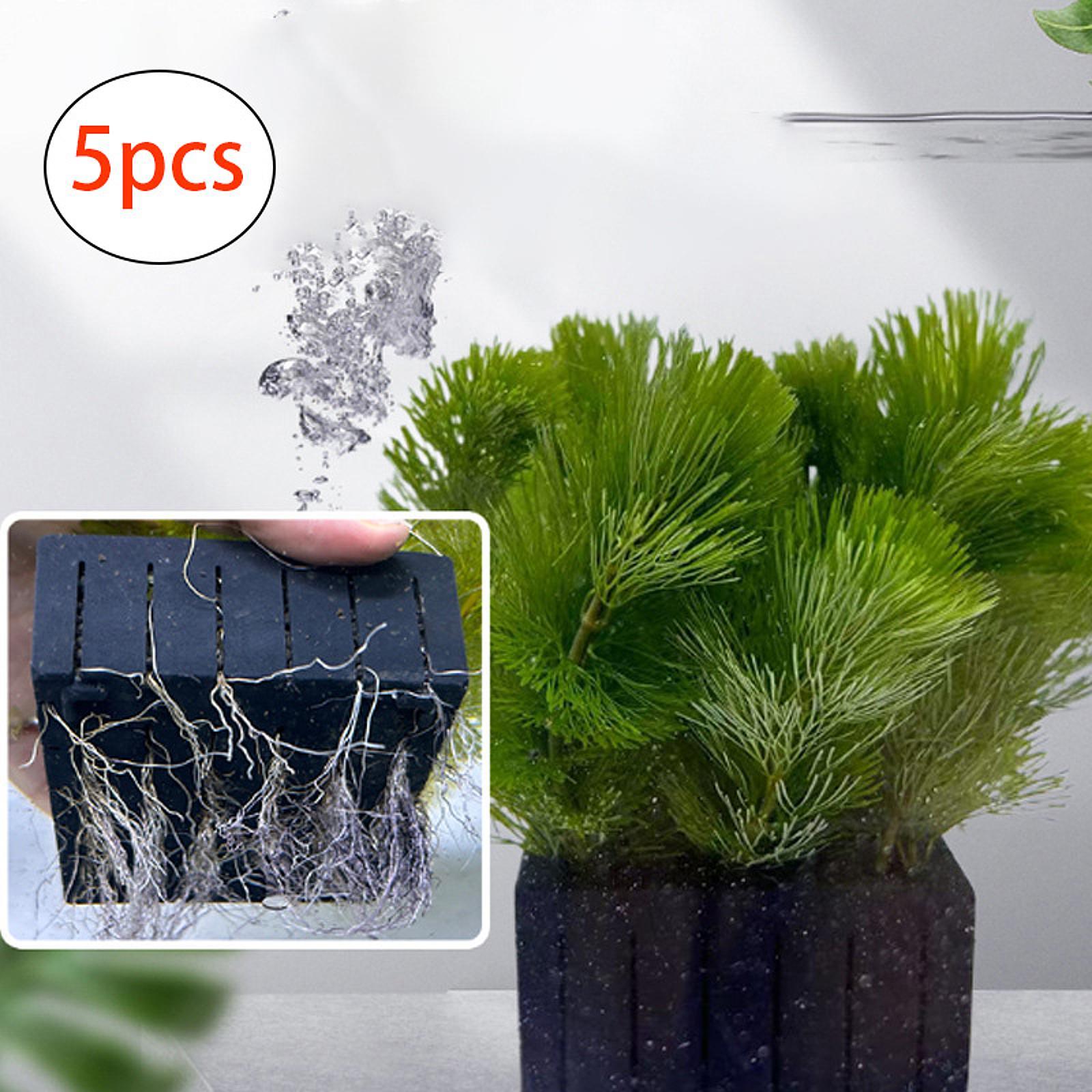 Keranjang Tanaman Akuarium Pla - Planted Aquarium Mini ulasan dan harga
